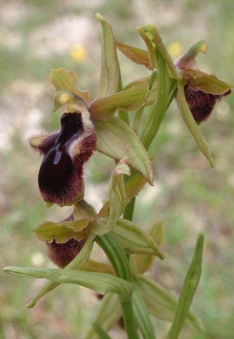 Ophrys promontorii